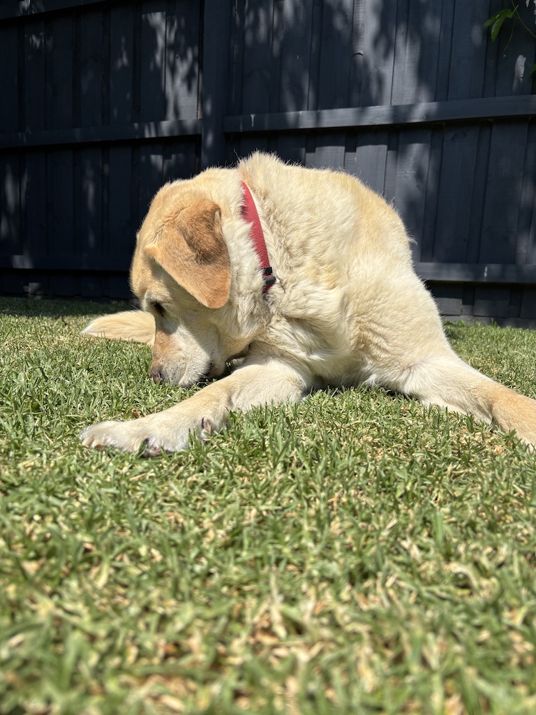 Dozer sunbathing in the yard